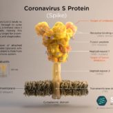 COVID-19 S-PROTEIN (SPIKE)